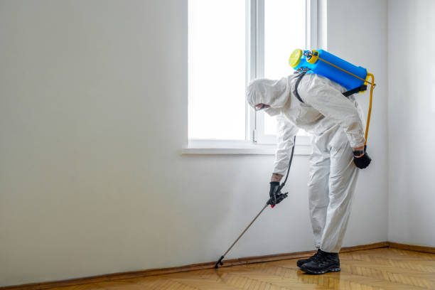 Best Wasp Removal Services  in Frazier Park, CA