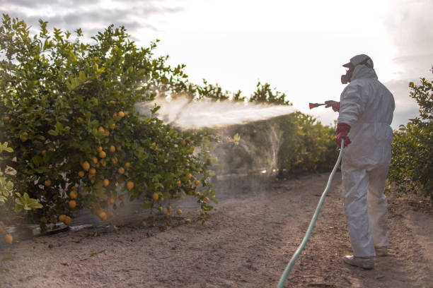 Best Pest Removal Services  in Frazier Park, CA