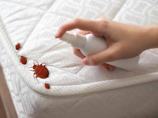 Best Ant Control Services  in Frazier Park, CA