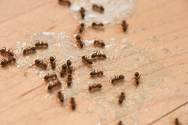 Best Residential Pest Control  in Frazier Park, CA